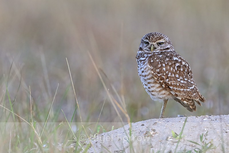 Burrowing Owl standing on one leg, Cape Coral, Florida - Burrowing Owl