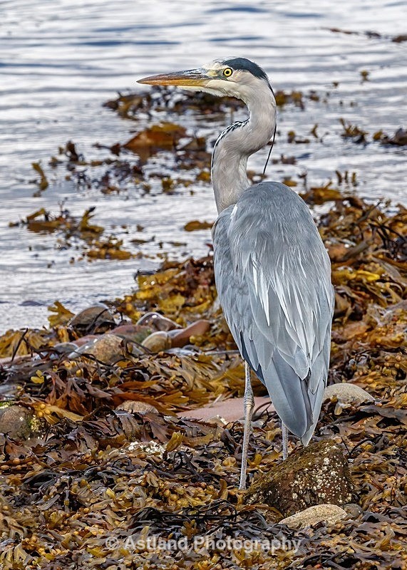 Astland Photography, Bird and Wildlife Images, Susan and Peter Wilson, U.K.