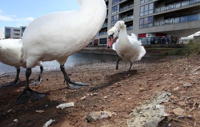  - Urban Mute Swan Photography