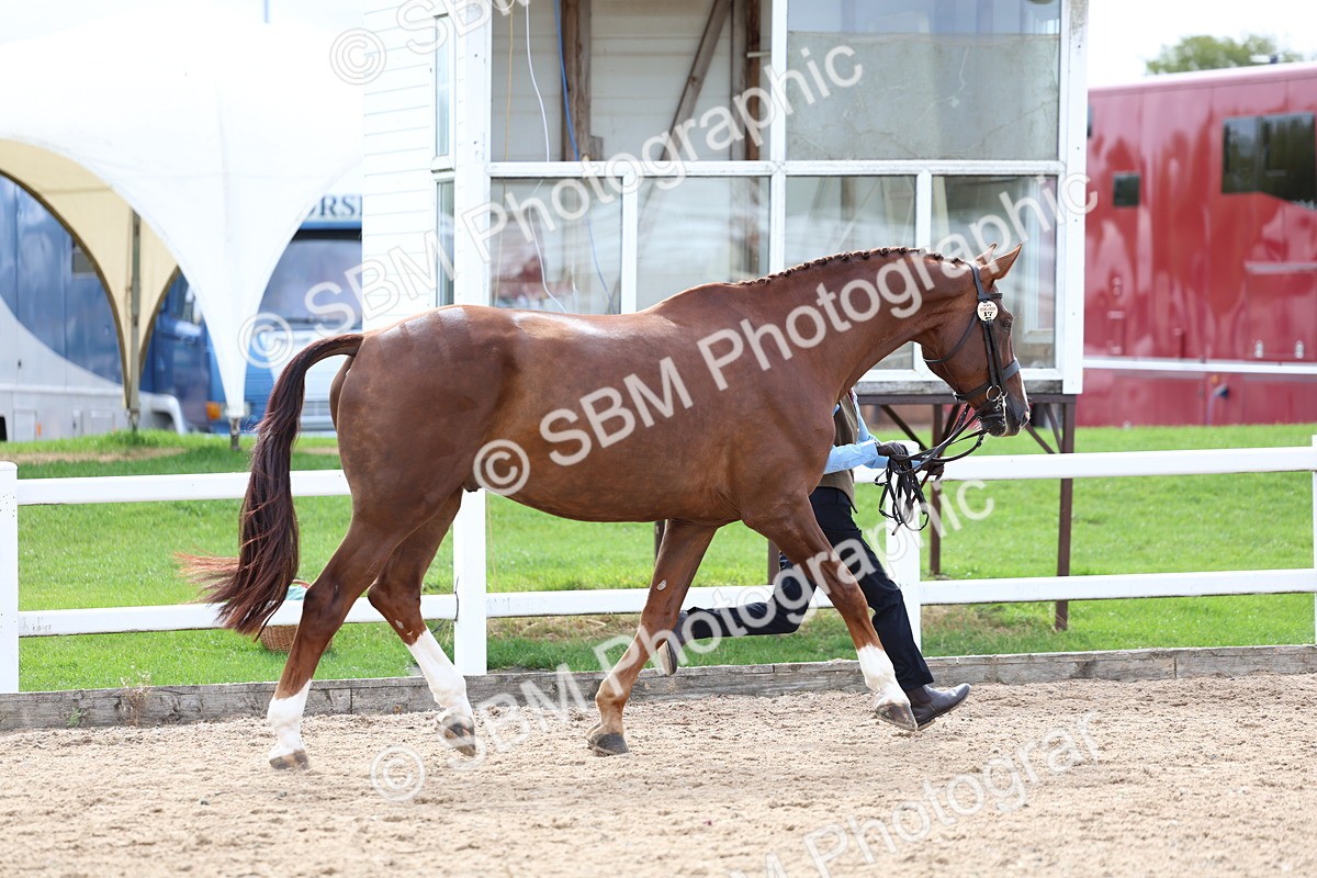 SBM_03920 - Class 25 - IH Foreign Breeds - Pure Bred