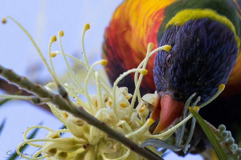 Wet Lorikeet 2