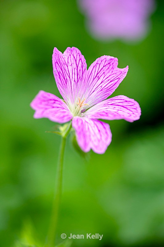 Geranium Pencilled Cranesbill - DSC_7578 - Purple
