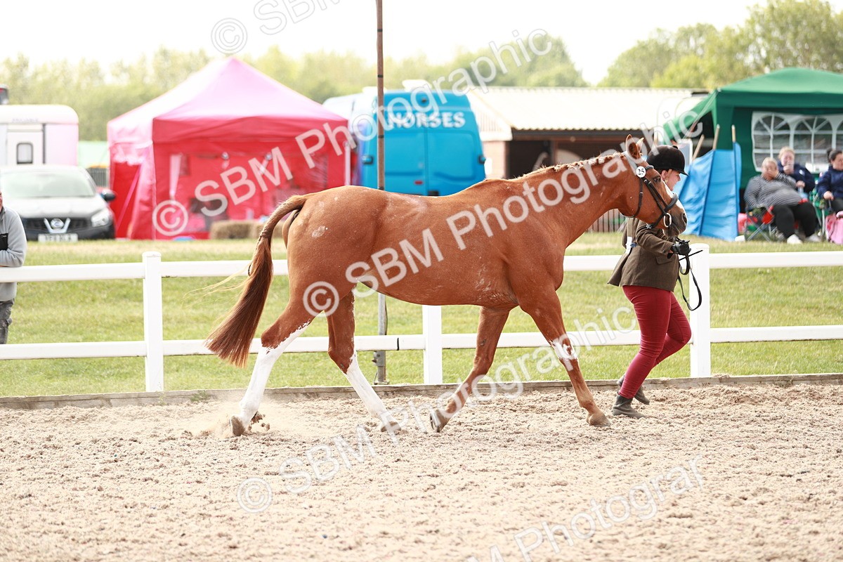 SBM_13213 - Class 208 IH Veteran Horse