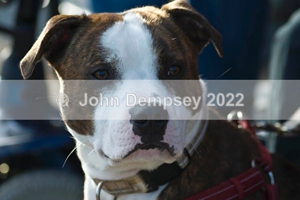 Appollo at the JD 3 - Walking the Dog