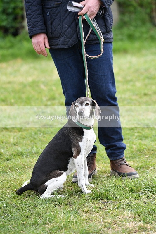 WJ5_0173 - Class 5 Best Veteran / 7 years & over