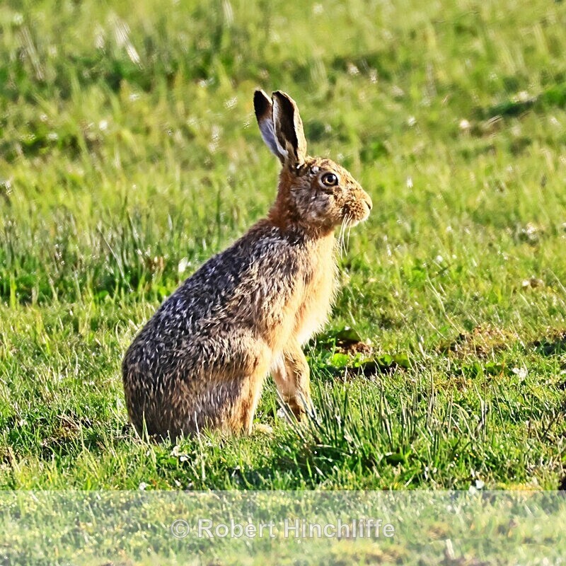 Hare - Cards 2