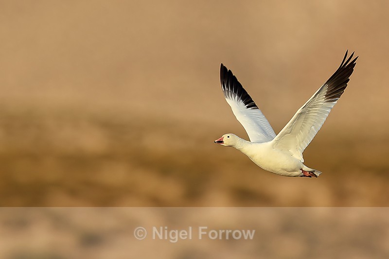 Snow Goose flying, early morning, Bosque del Apache, New Mexico - Snow Goose