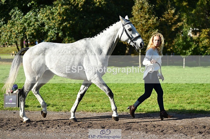 231022-112244-23919 - 557-KILBALLYBOY.SURPRISE-Courtney.Romcke-TrotUp+SJ