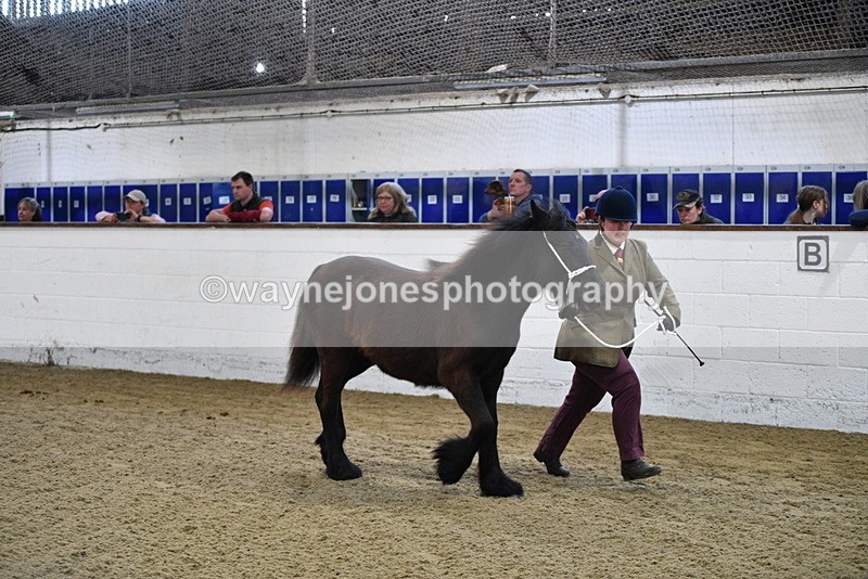 WJ5_3525 - Class 1 Youngstock