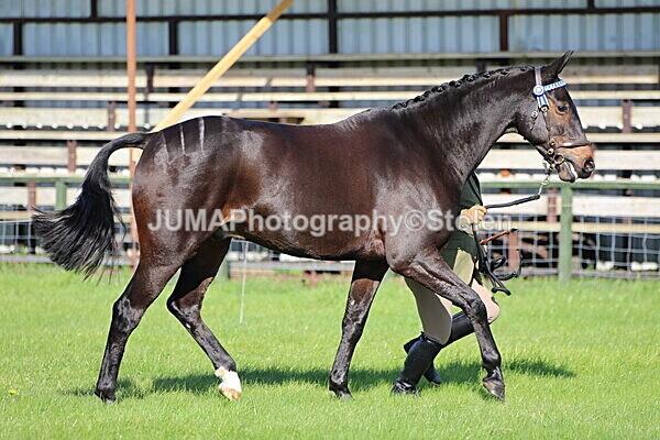 SIAL5741 - Ring 1 & 3