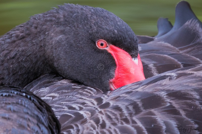 Sleeping adult Black Swan