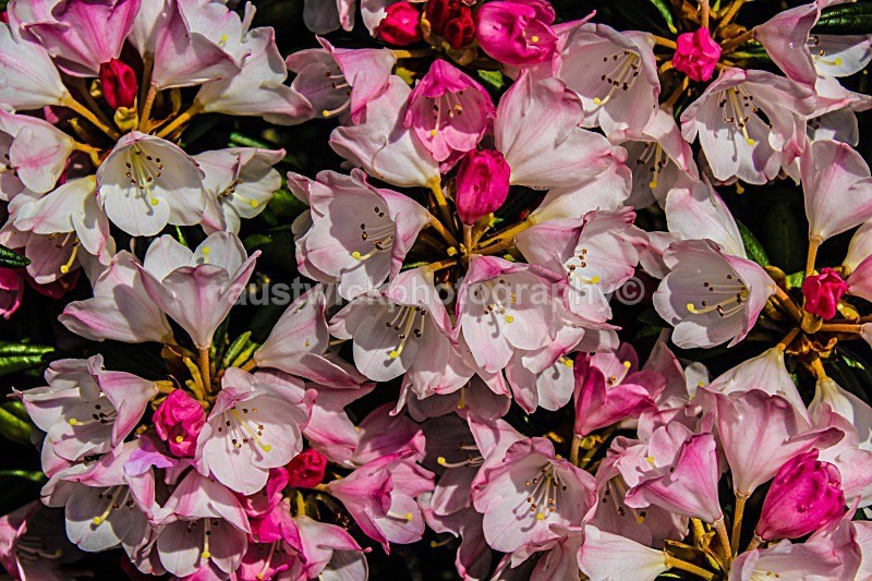 Rhododendron macrophyllum - Flowers & Plants
