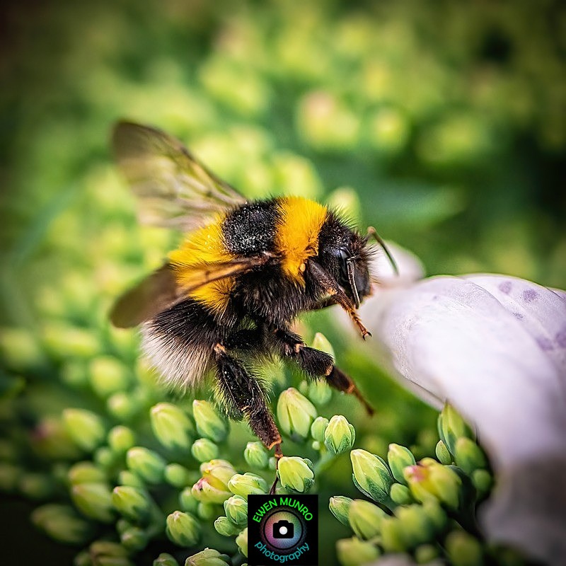 B-01-The Humble Bumble - 'BEASTIES' of all shapes & sizes