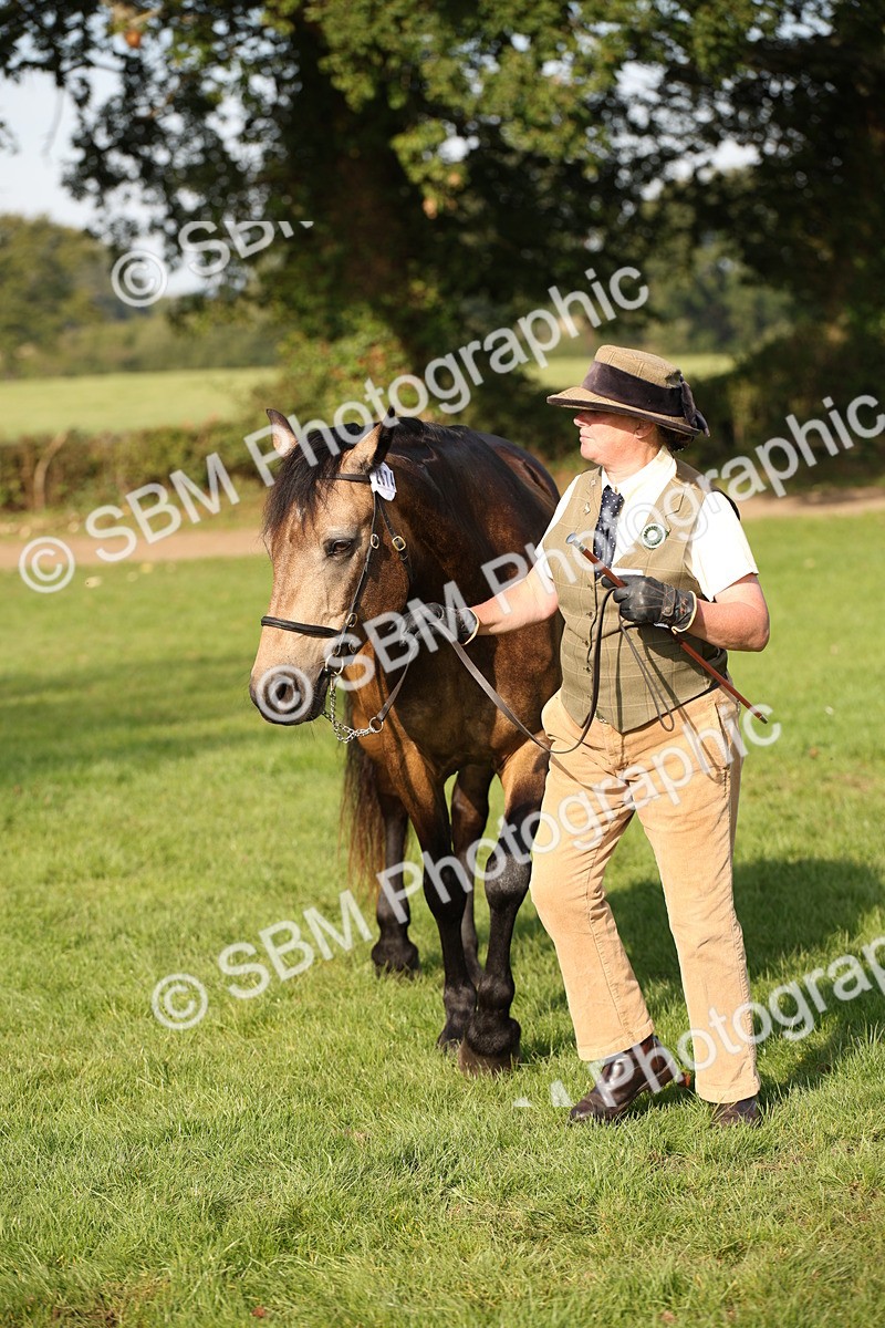 SBM_59396 - S52 - Other Coloured Horse In Hand