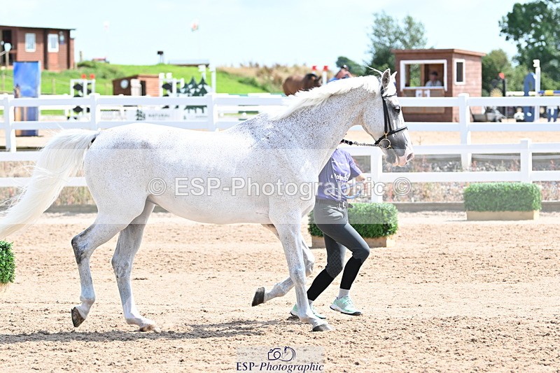 240717A-152124-02780 - Trot Up 3pm to 4pm