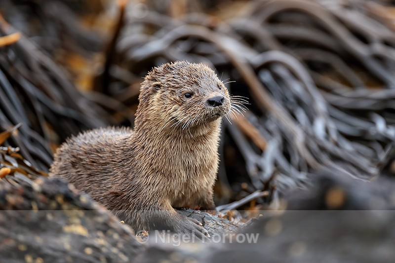 Marine Otter portrait, Chanaral Island, Chile - Otter