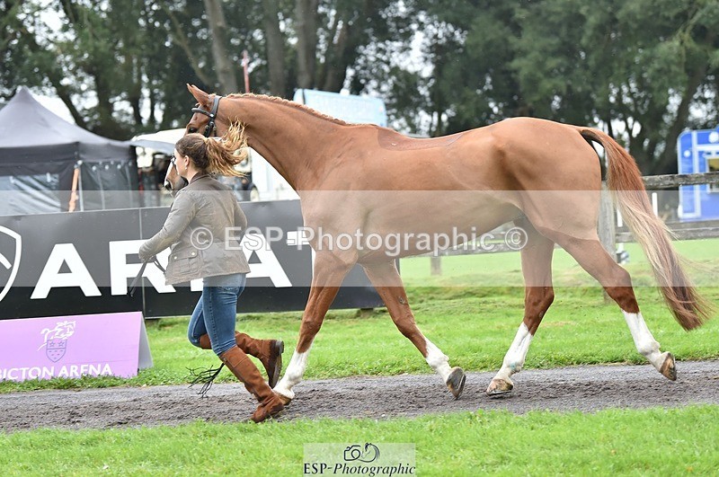 231018-123726-00407 - 049-AUGUSTUS.IMPERIOUS-Ines.Mitchell-TrotUp