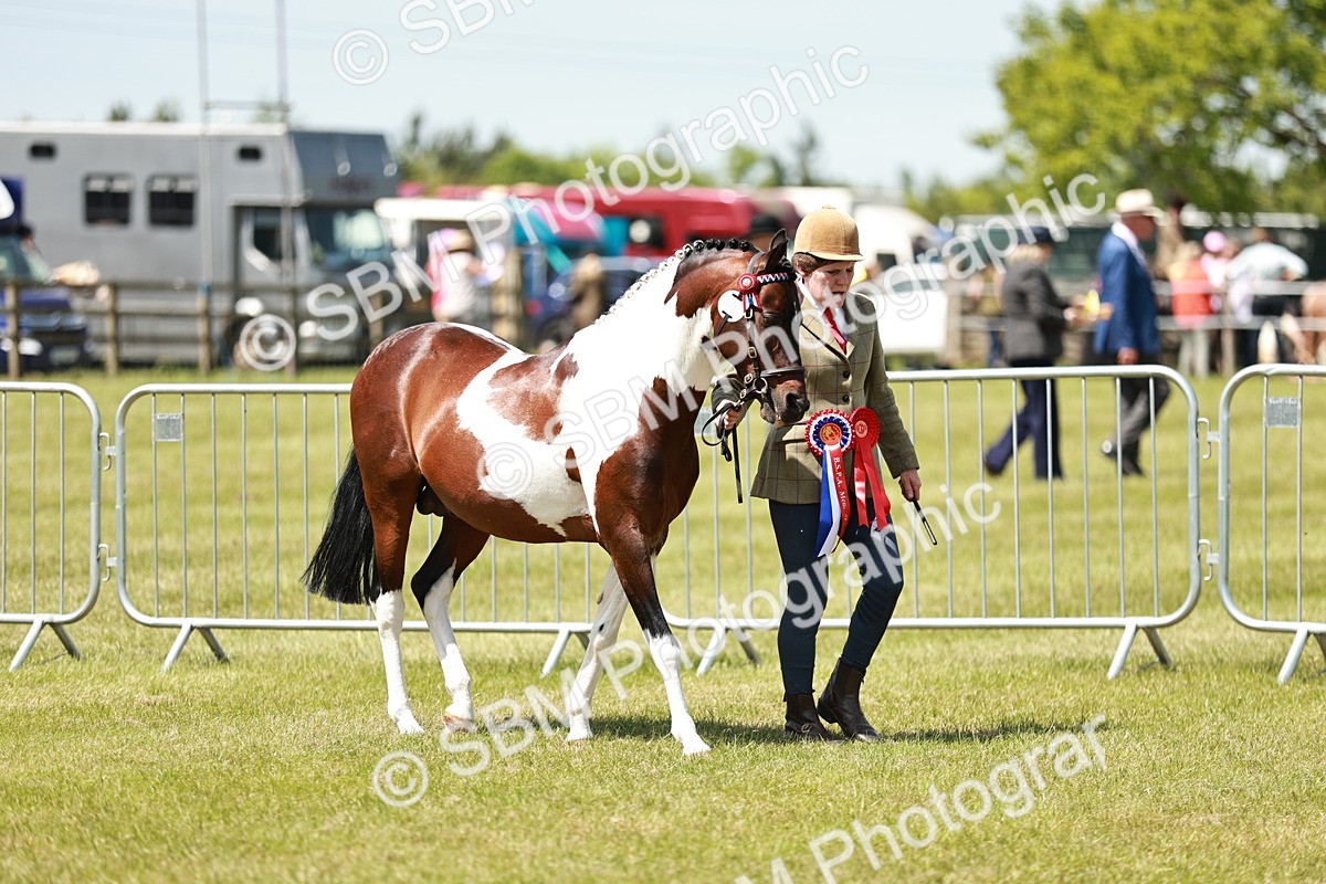 SBM_05483 - Class 41-45 - Riding Pony-Hunter Pony Breeding