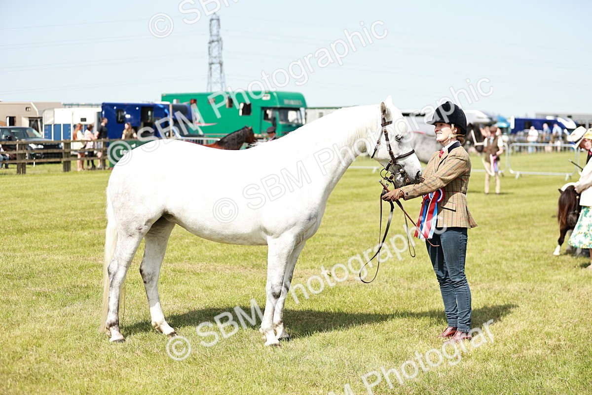 SBM_02534 - Class 14-23 - Mountain & Moorland In Hand Non Welsh