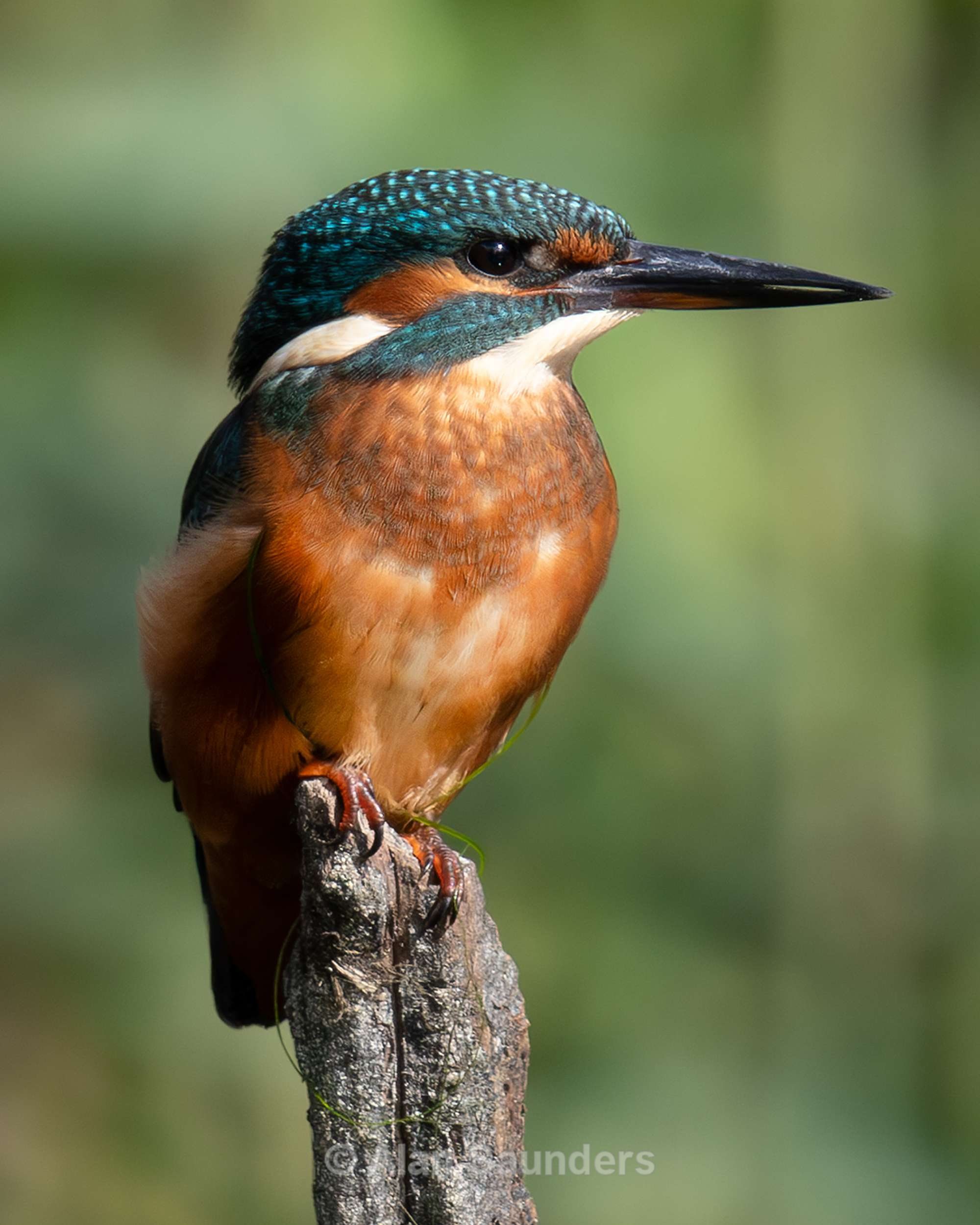 Common Kingfisher 10