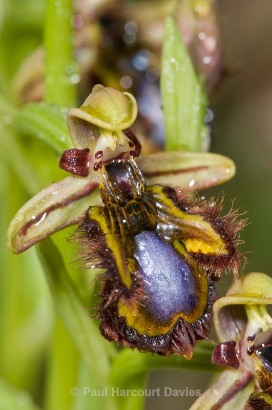 Mirror Orchid (Ophrys ciliata syn. Ophrys speculum) - Orchids - Ophrys