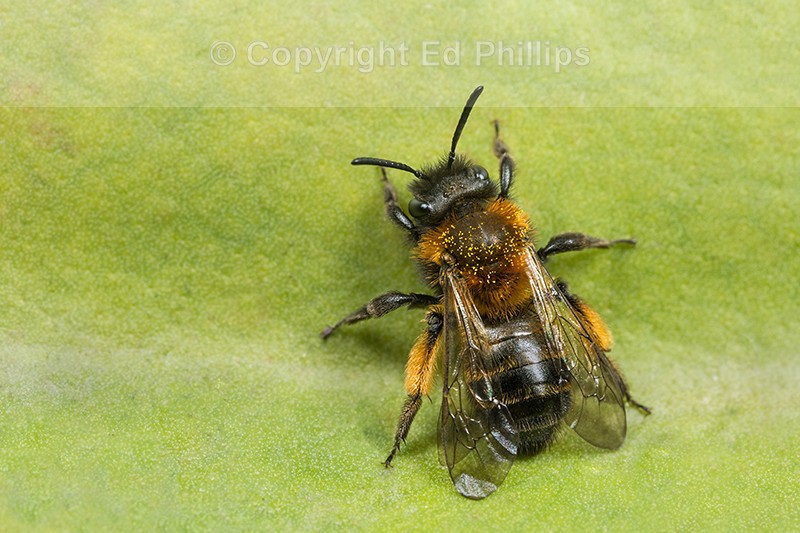Andrena bicolor (f)