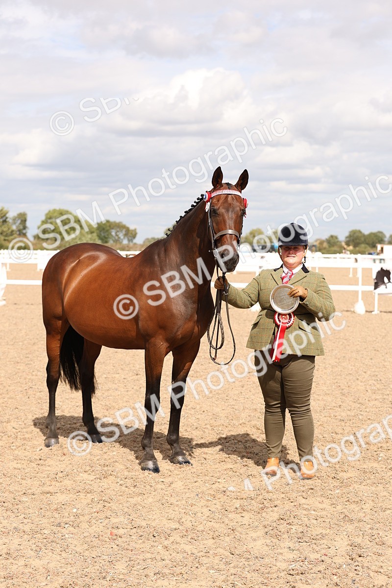 SBM_15399 - Class 210- IH Show Horse