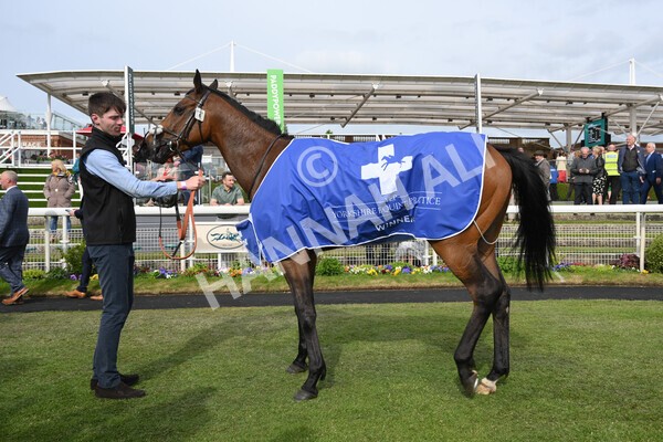 yr13052022r6-47 - Race 6 4.45pm Yorkshire Equine Practice Stakes