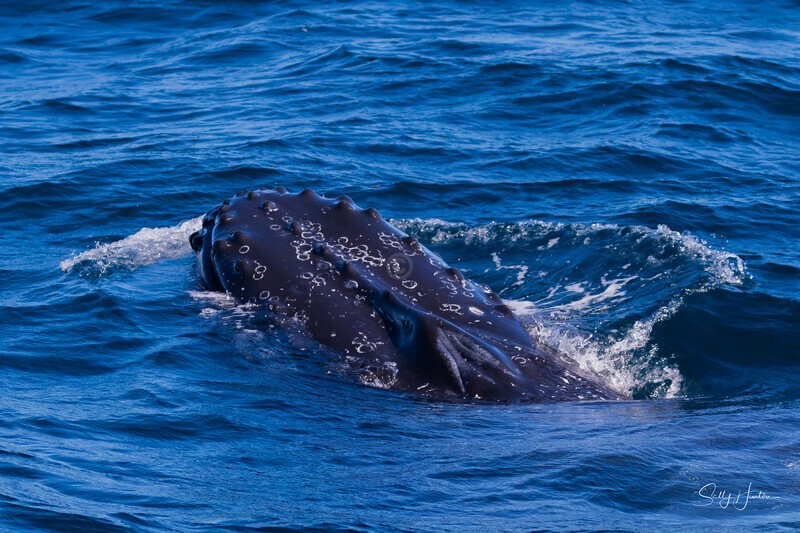 Labour humpback 1 - Humpback Whales