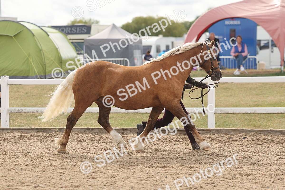 SBM_04971 - Class 20 - IH Veteran