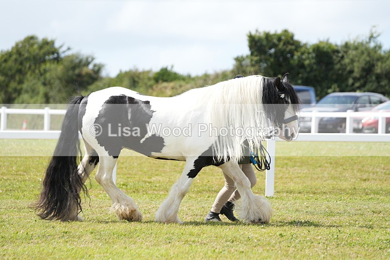 DSC07001 - Class 60: Coloured Pony 4yrs & over