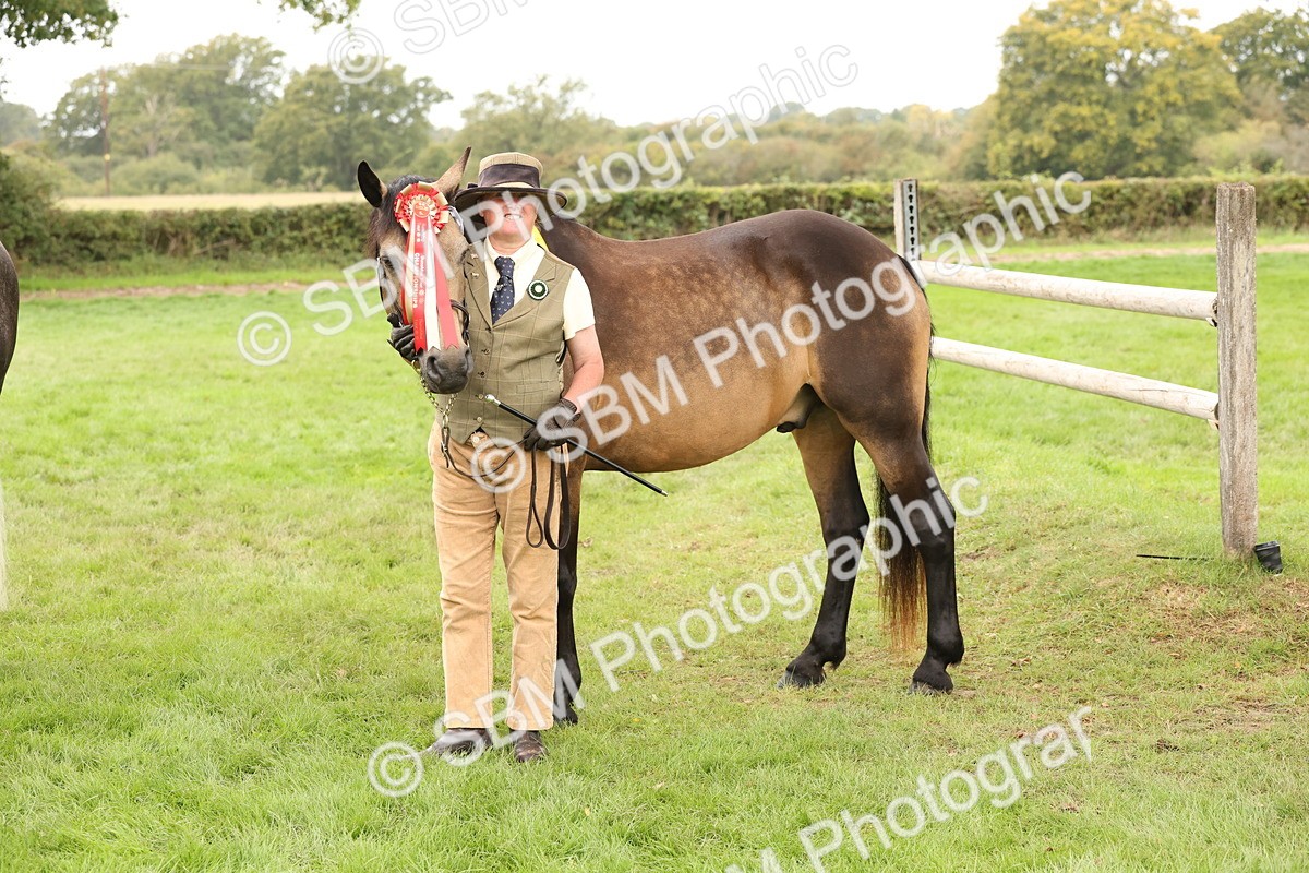 SBM_60881 - In Hand Horse Supreme Championship