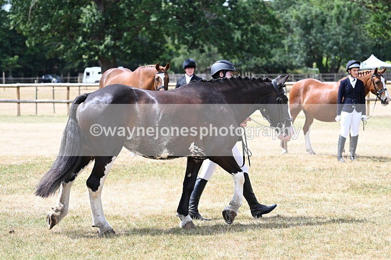 WJ7_1948 - Class 4a Prettiest Mare 14.2hh and over hand
