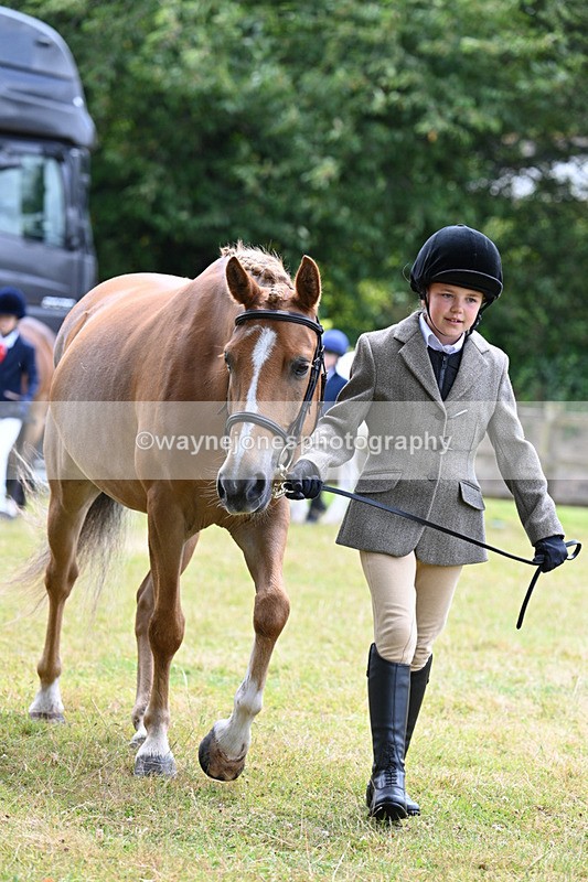 WJ7_6480 - Class 5 Handsome Gelding in hand