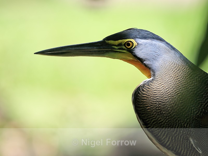 Bare-throated Tiger-Heron portrait, Drake Bay, Costa Rica - Bare-throated Tiger-Heron