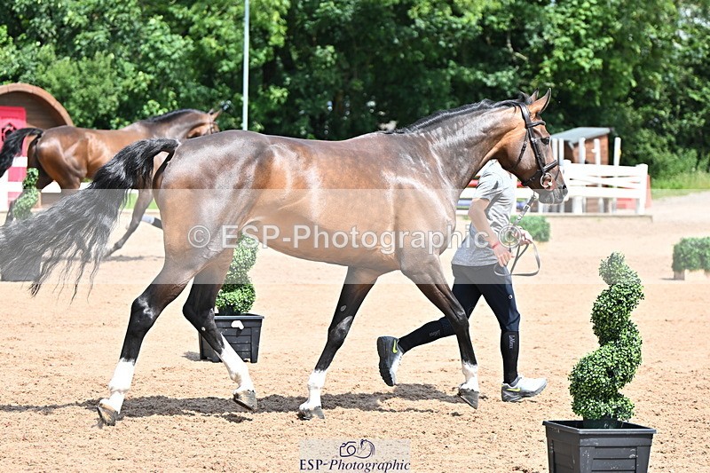 240718A-105302-01479 - Trot Up 12pm to 1pm
