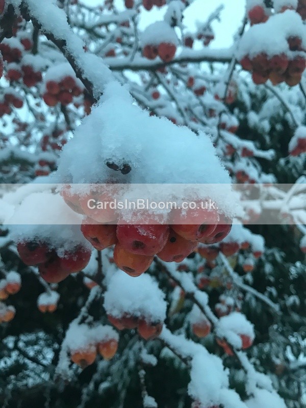 08 Snow on crabapples - WINTER 2020 /21