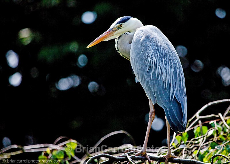 Grey Heron - Wildlife
