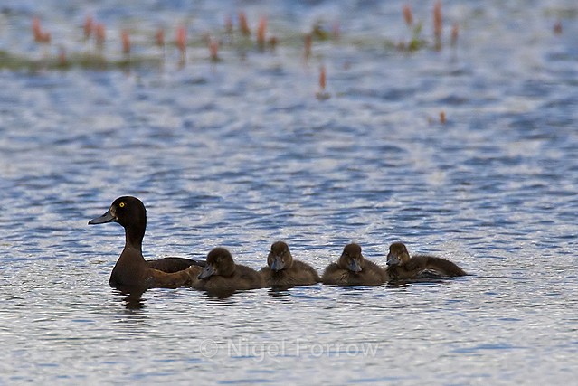 Tufted Duck (female) & ducklings - Tufted Duck