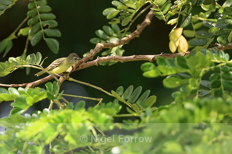 Southern Beardless-Tyrannulet, Colon, Panama - Southern Beardless-Tyrannulet