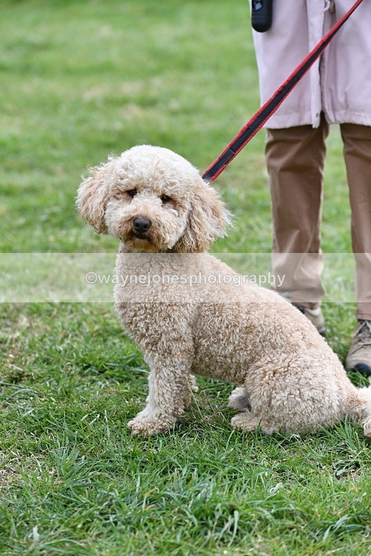 WJ5_9361 - Class 1 Best Cross Breed / Heniz 57