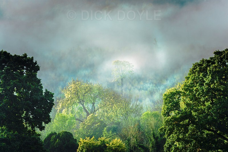 forty shades of green - WOODLAND AND PARKS (NEW WORK)