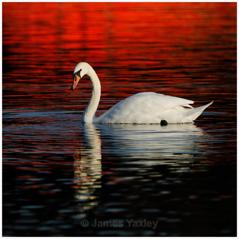 Mute Swan on Red Water  - Latest Work