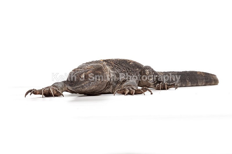 2SKJ8823 - Roaming Reptile Show. II