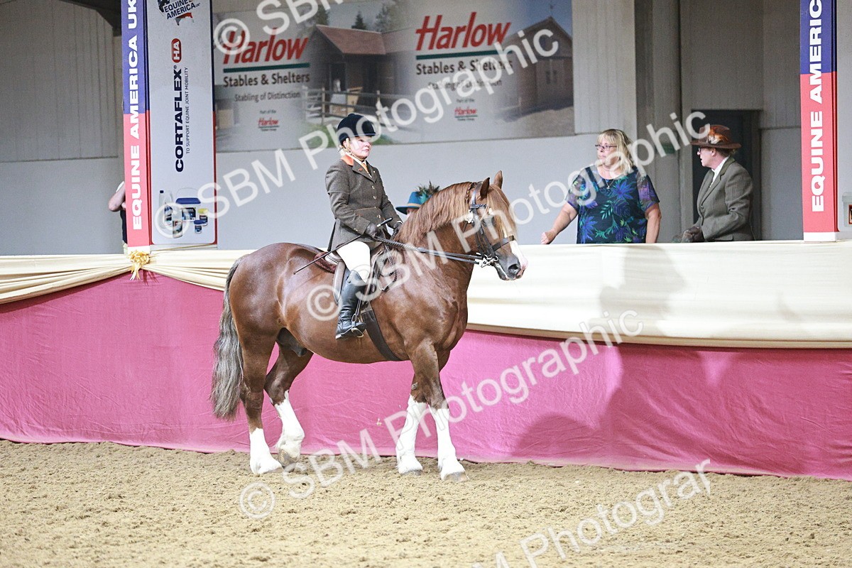 SBM_08733 - Class 12R - Regional Ridden Pre-Vet