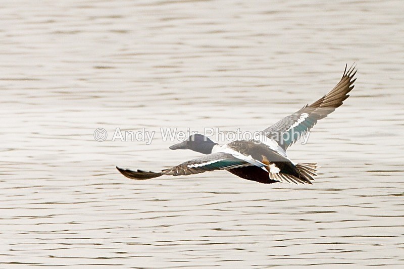 20120331-_MG_0183 - Shoveler