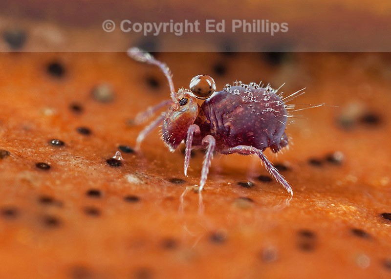 Dicyrtoma fusca