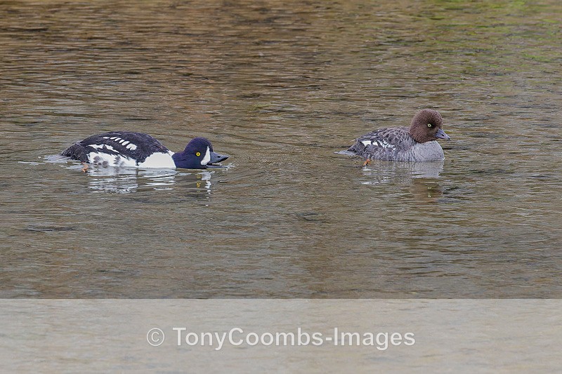 Barrows Goldeneye pr - Iceland