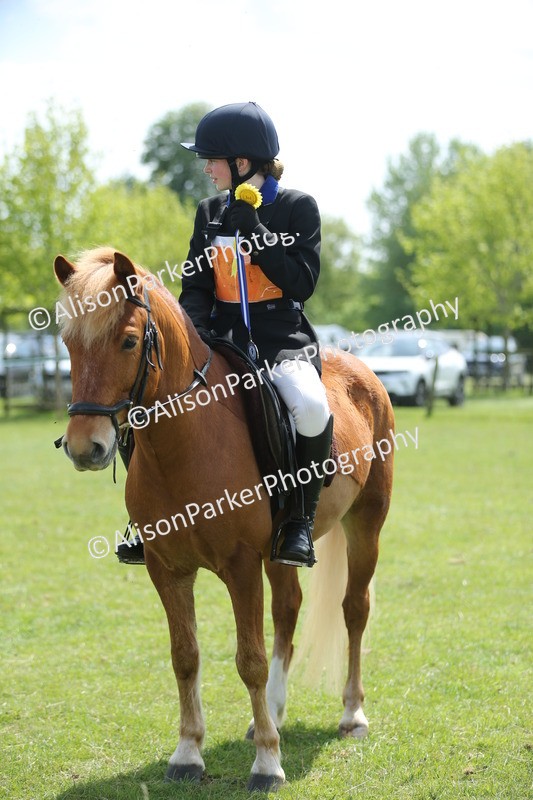20250427-3449 - Class 8 - Handsomest Gelding