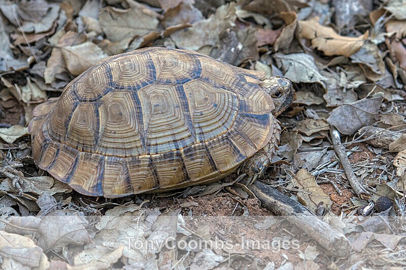 Spur-thighed Tortoise - Morocco